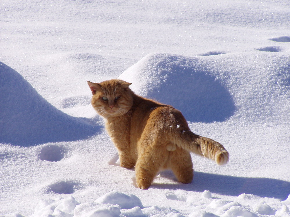 Roter Kater im Schnee - Schweiz, Berner Oberland Foto & Bild | tiere