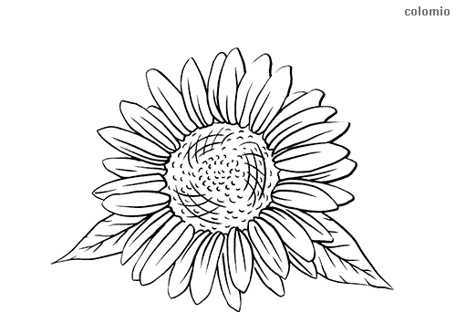 sonnenblume vorlage pdf