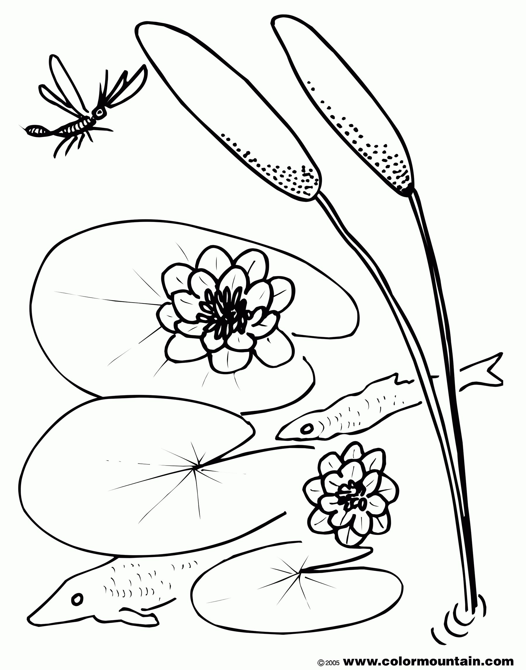 lily pad coloring pages