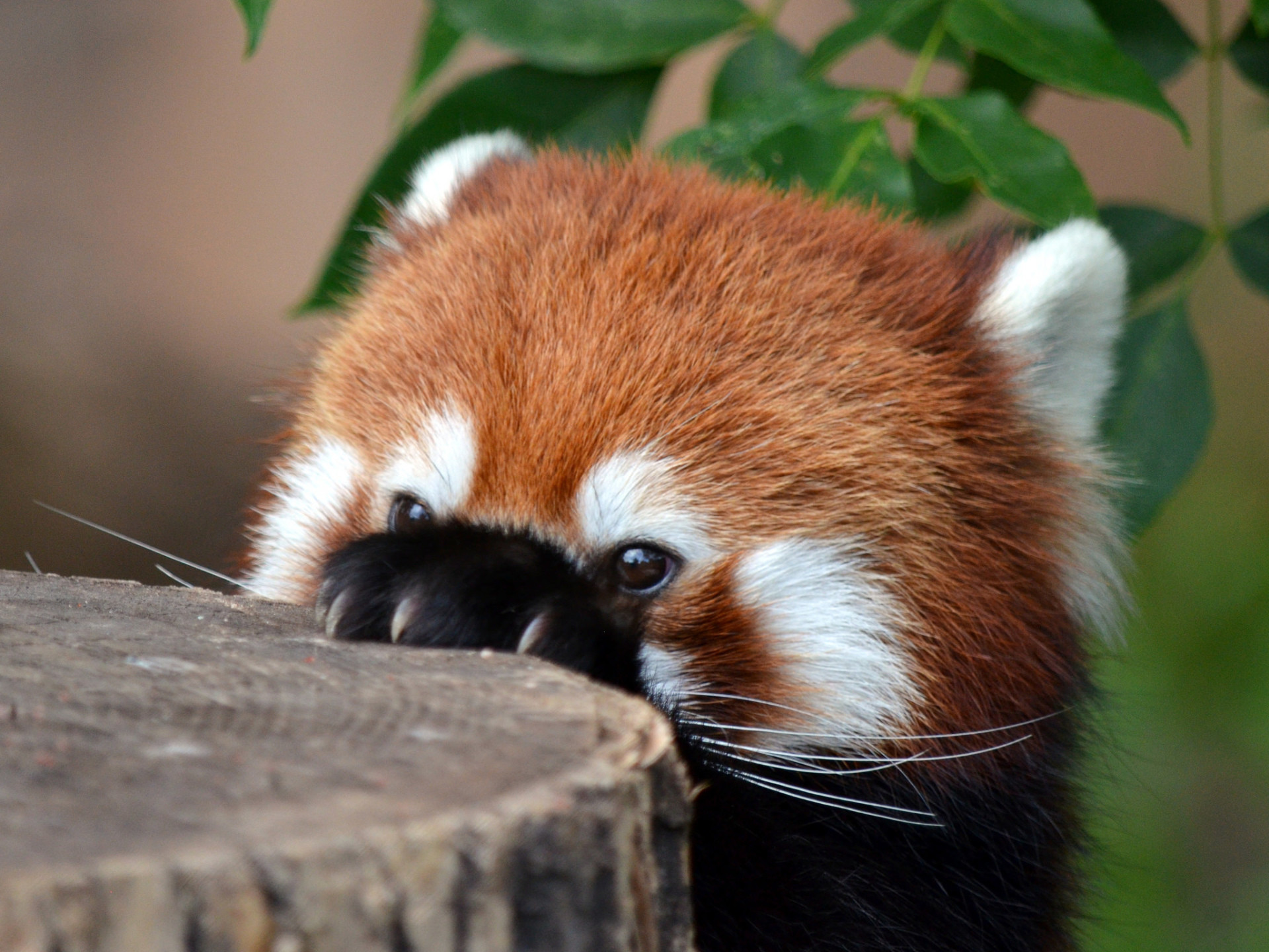 Die 73+ Besten Süße Tierbabys Hintergrundbilder