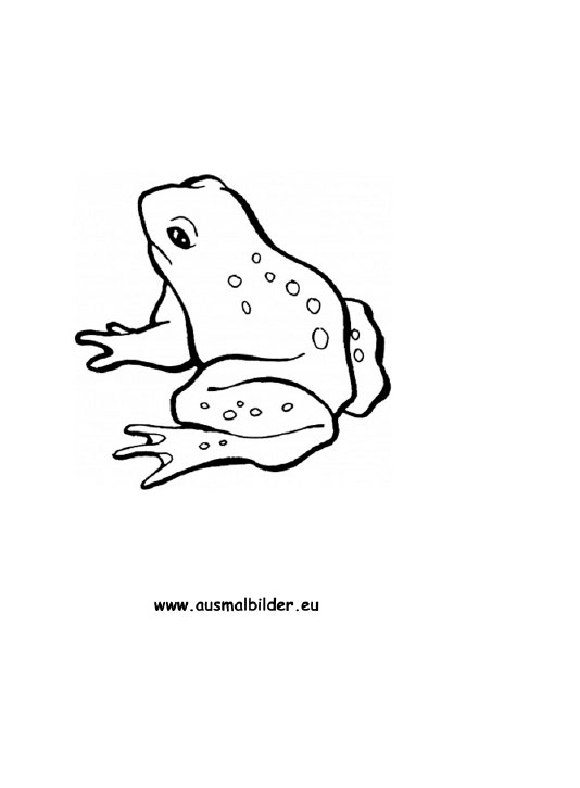 frosch bilder zum ausdrucken