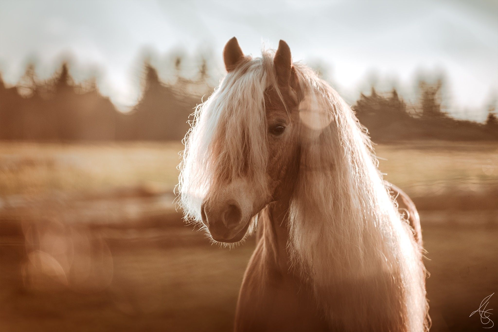 Haflinger Mandu in 2020 | Schöne winterbilder, Winterbilder, Pferde