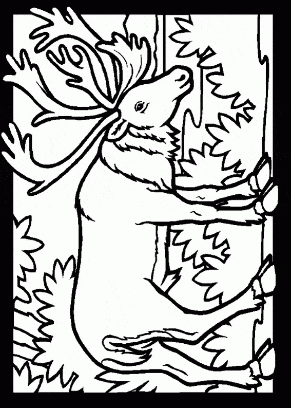 caribou coloring pages