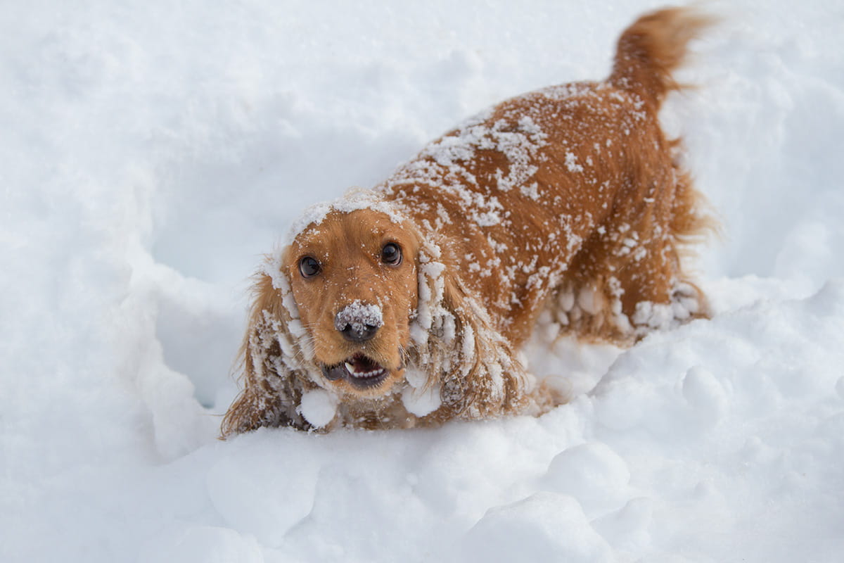 süße hunde im schnee