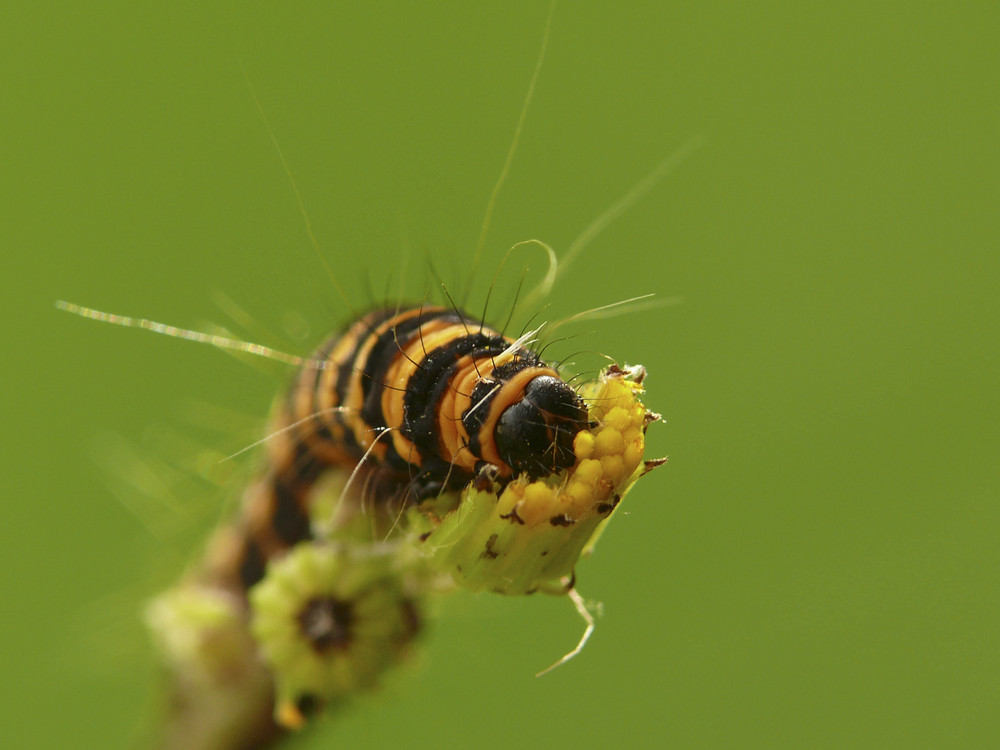 kleine Raupe Nimmersatt Foto & Bild | tiere, wildlife, insekten Bilder