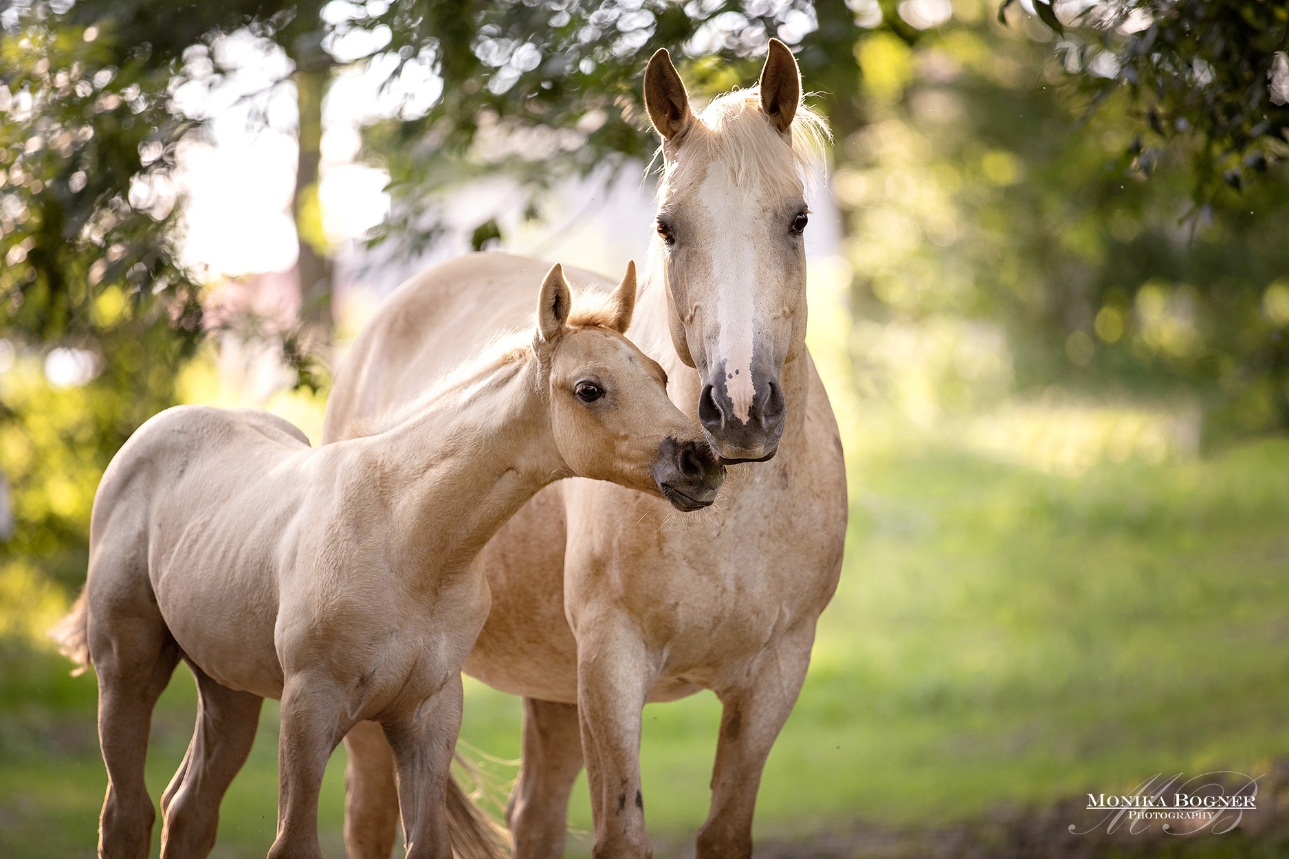 zwei süße Quarter Horse Fohlen