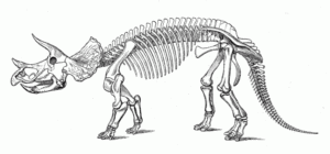 dino skelett ausmalbild