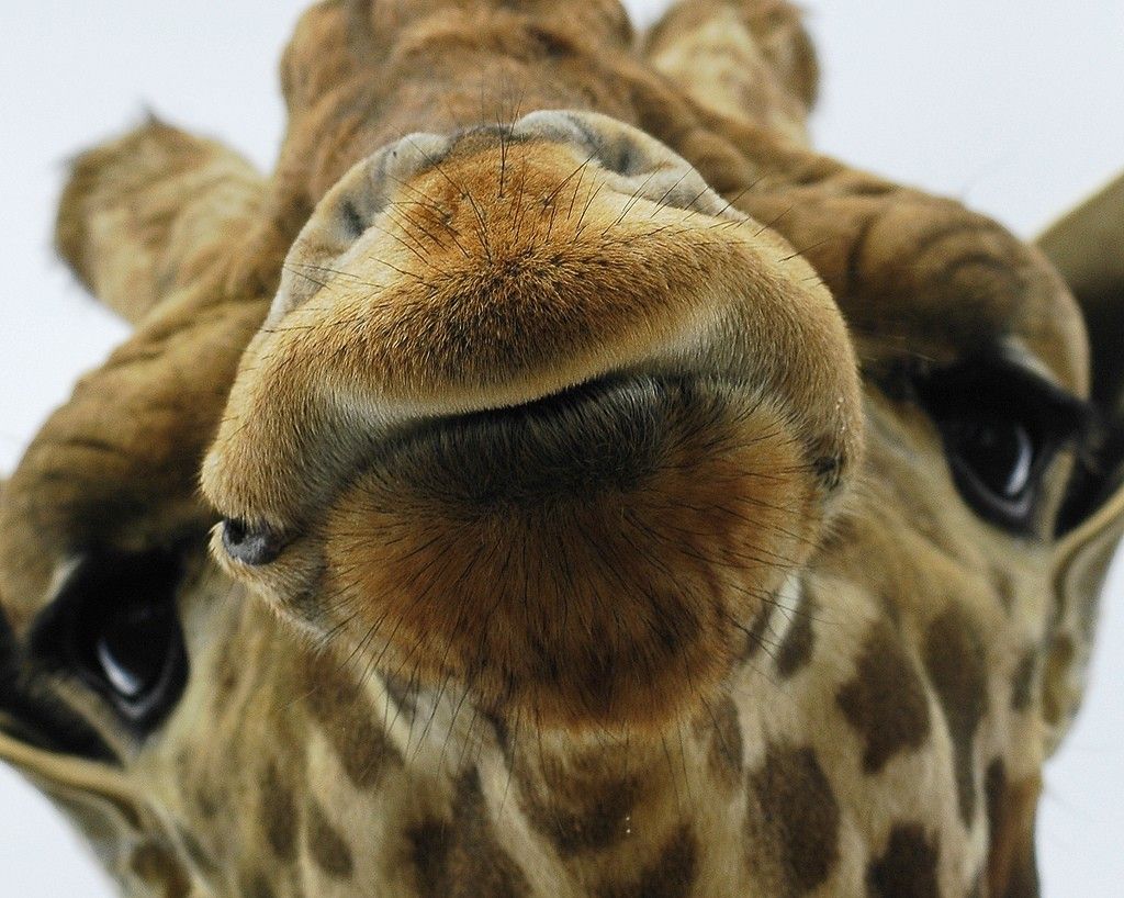 giraffe bilder lustig