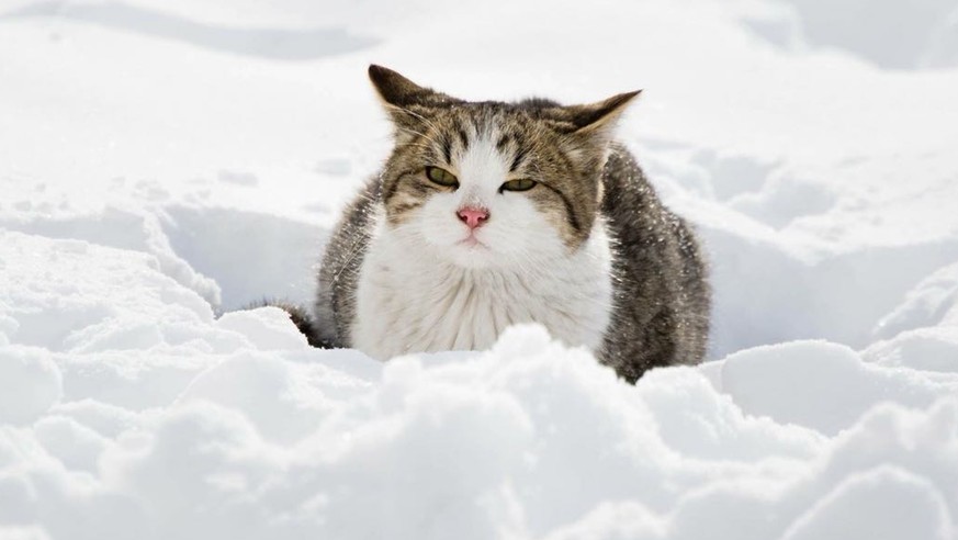 katze im schnee bilder lustig