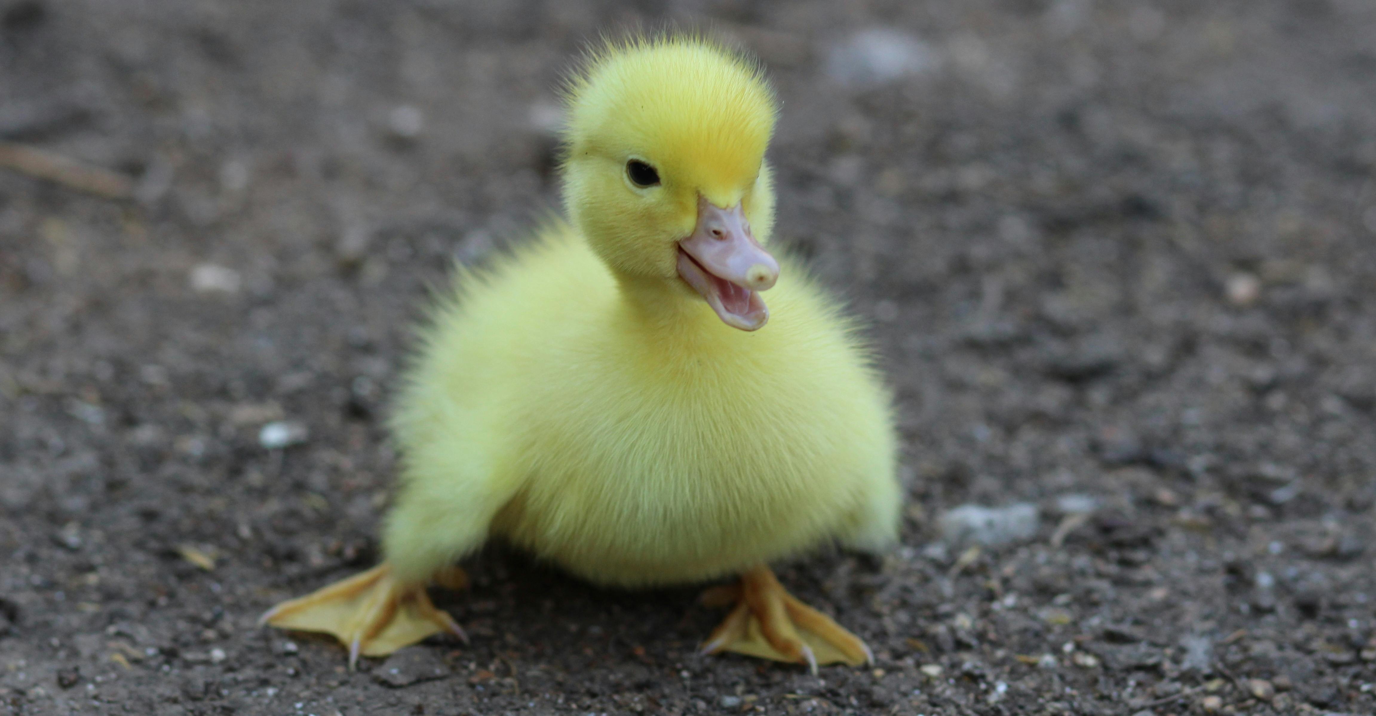 Kostenloses Foto zum Thema: baby, entchen, ente