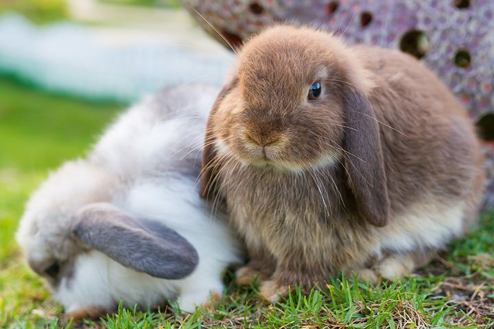 Kaninchen - Tier-Steckbrief - für Kinder & Schule