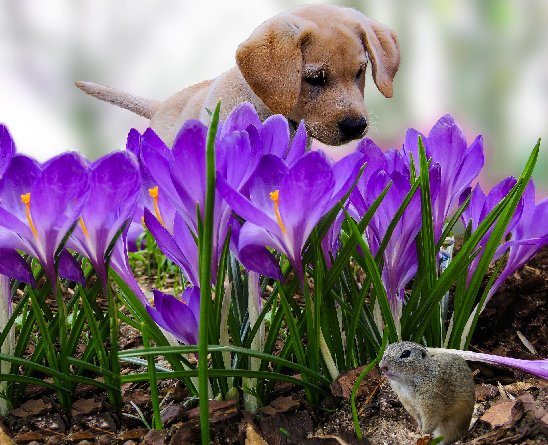 kostenlose frühlingsbilder