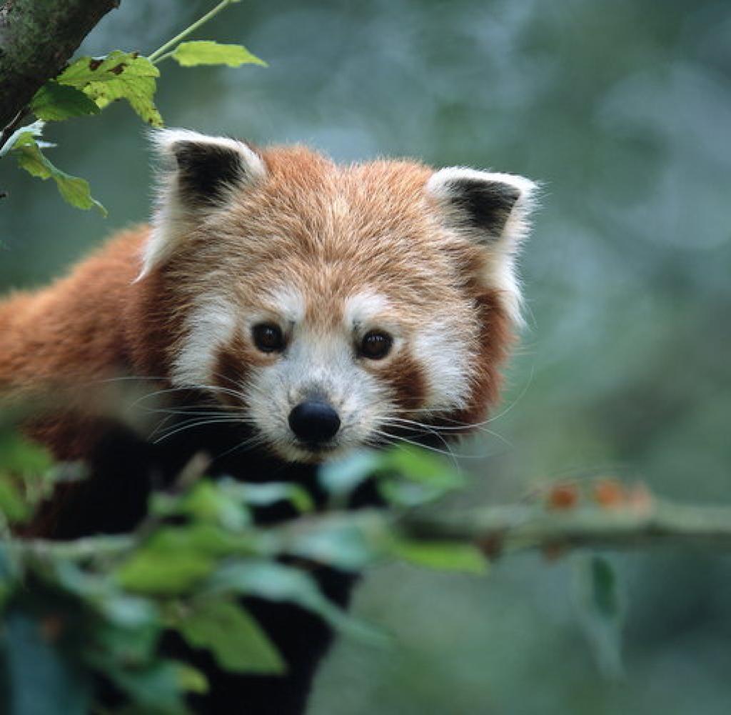 Süße Tierwelt: 30 der niedlichsten Tiere der Welt - Bilder & Fotos - WELT