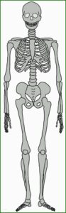 skelett ausschneiden skelett basteln vorlage