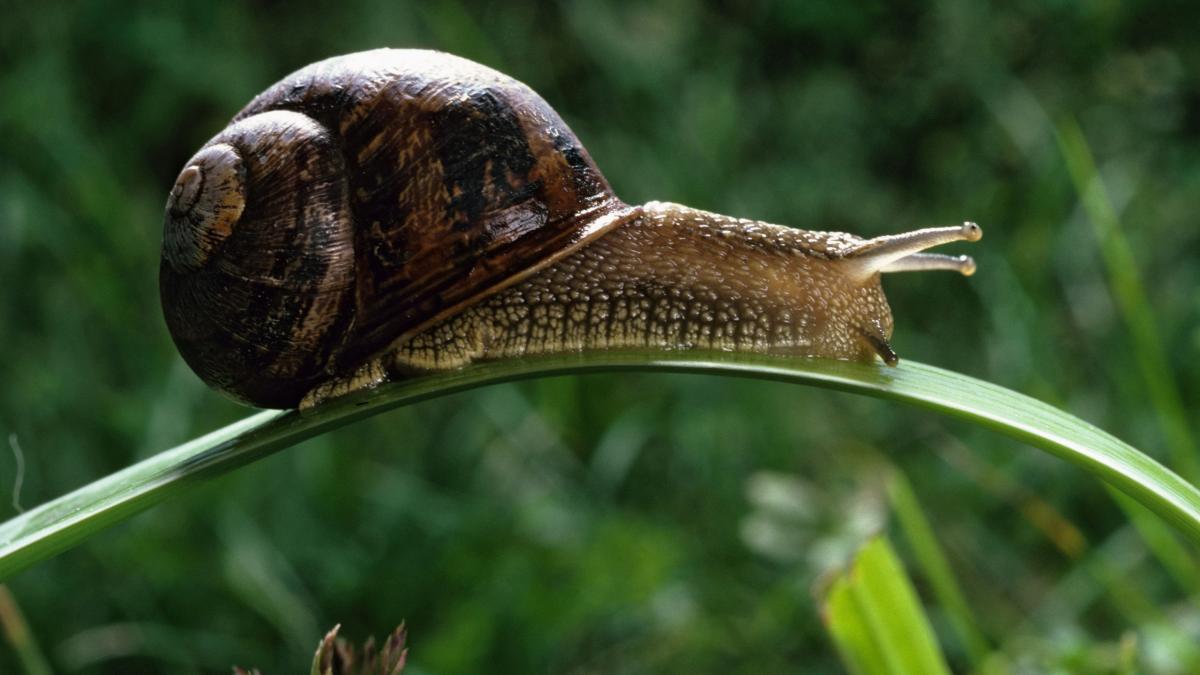 bilder von schnecken