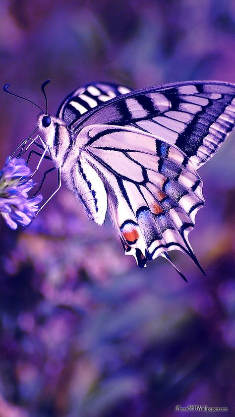 Schmetterling Mariposa Farfalla | Purple butterfly wallpaper, Butterfly