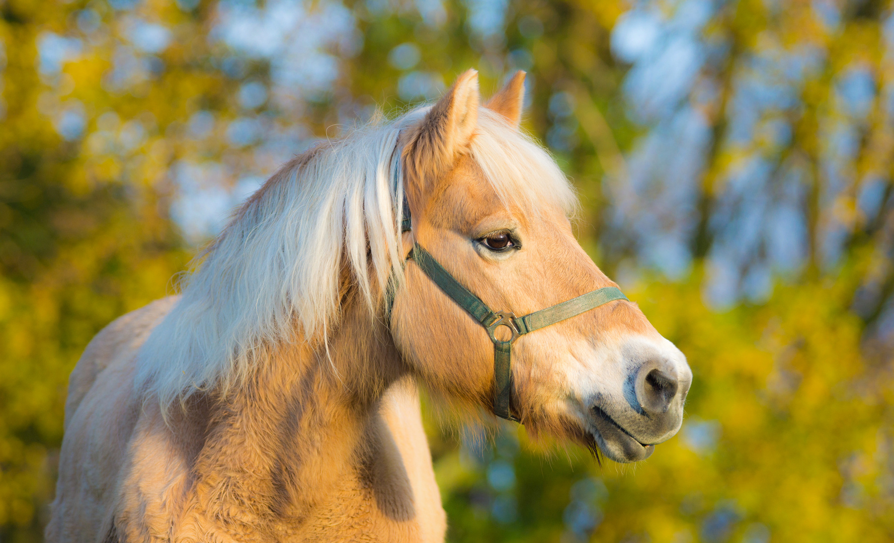 pferde bilder haflinger