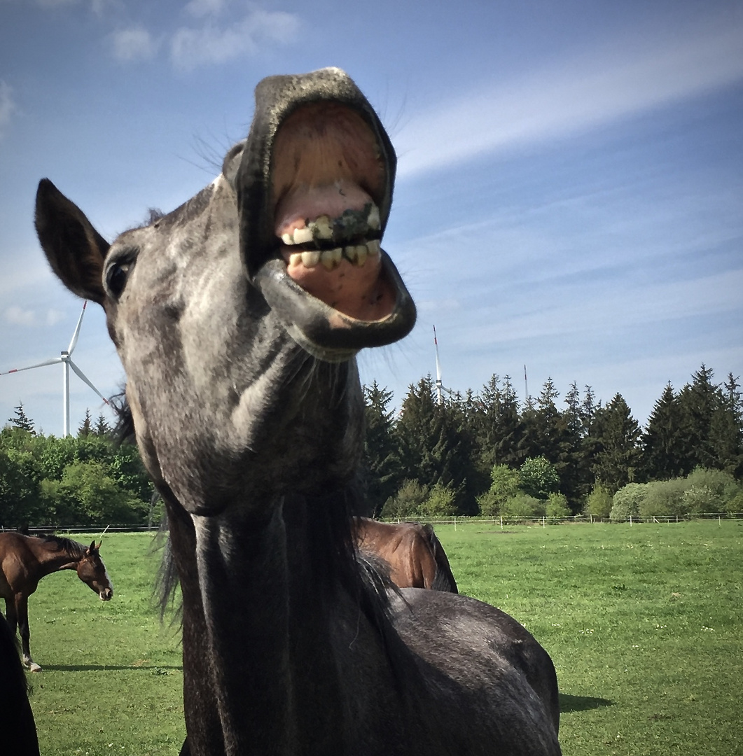 Lustiges Pferd Foto & Bild | tiere, tier und mensch, natur Bilder auf