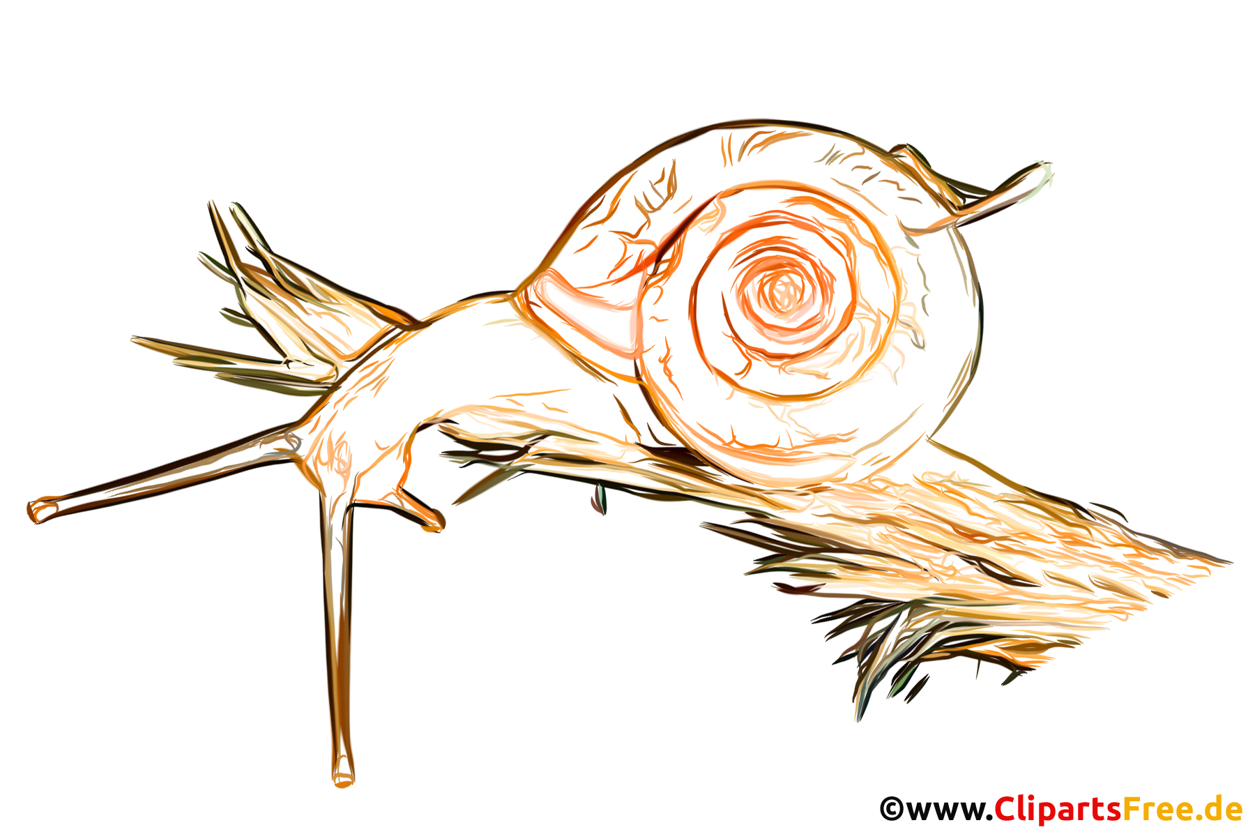 Schnecke Zeichnung, Bild, Illustration gratis