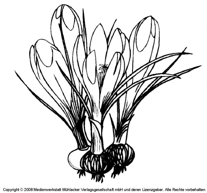 Ausmalbild - Krokusse - Medienwerkstatt-Wissen © 2006-2021 Medienwerkstatt