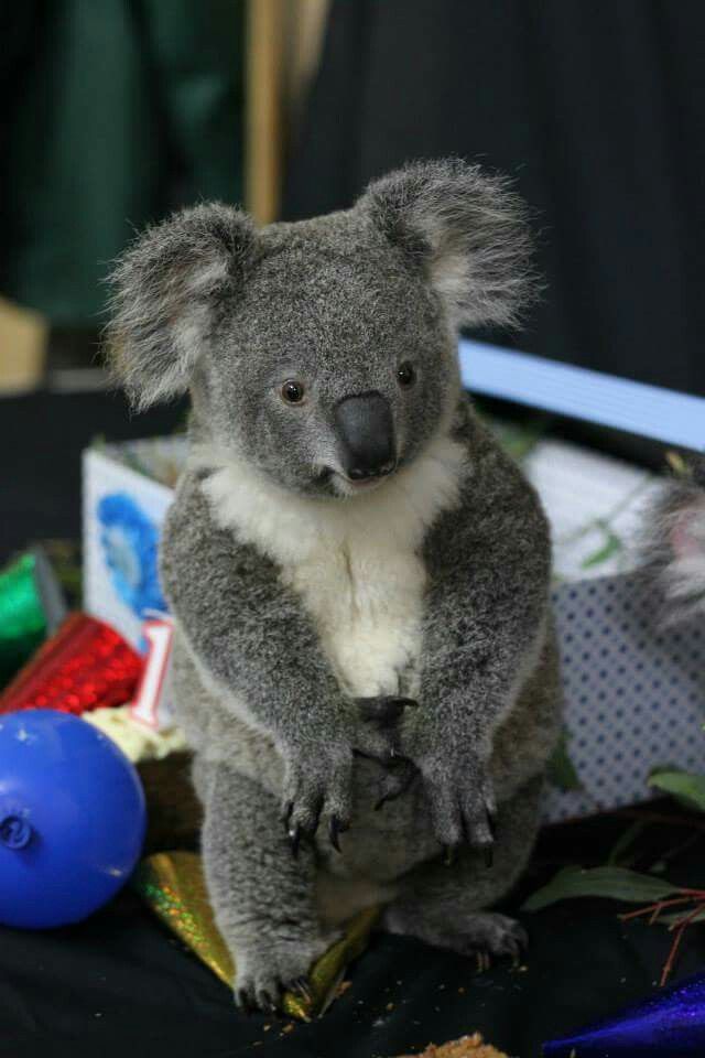 koala als haustier