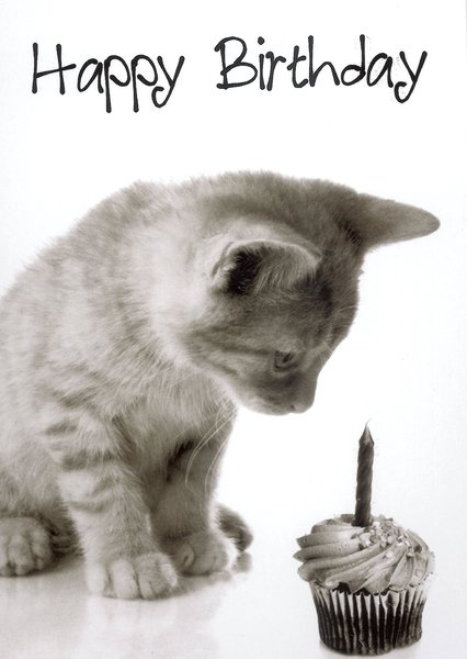 Geburtstag Bilder Katzen | gloriarerelist site