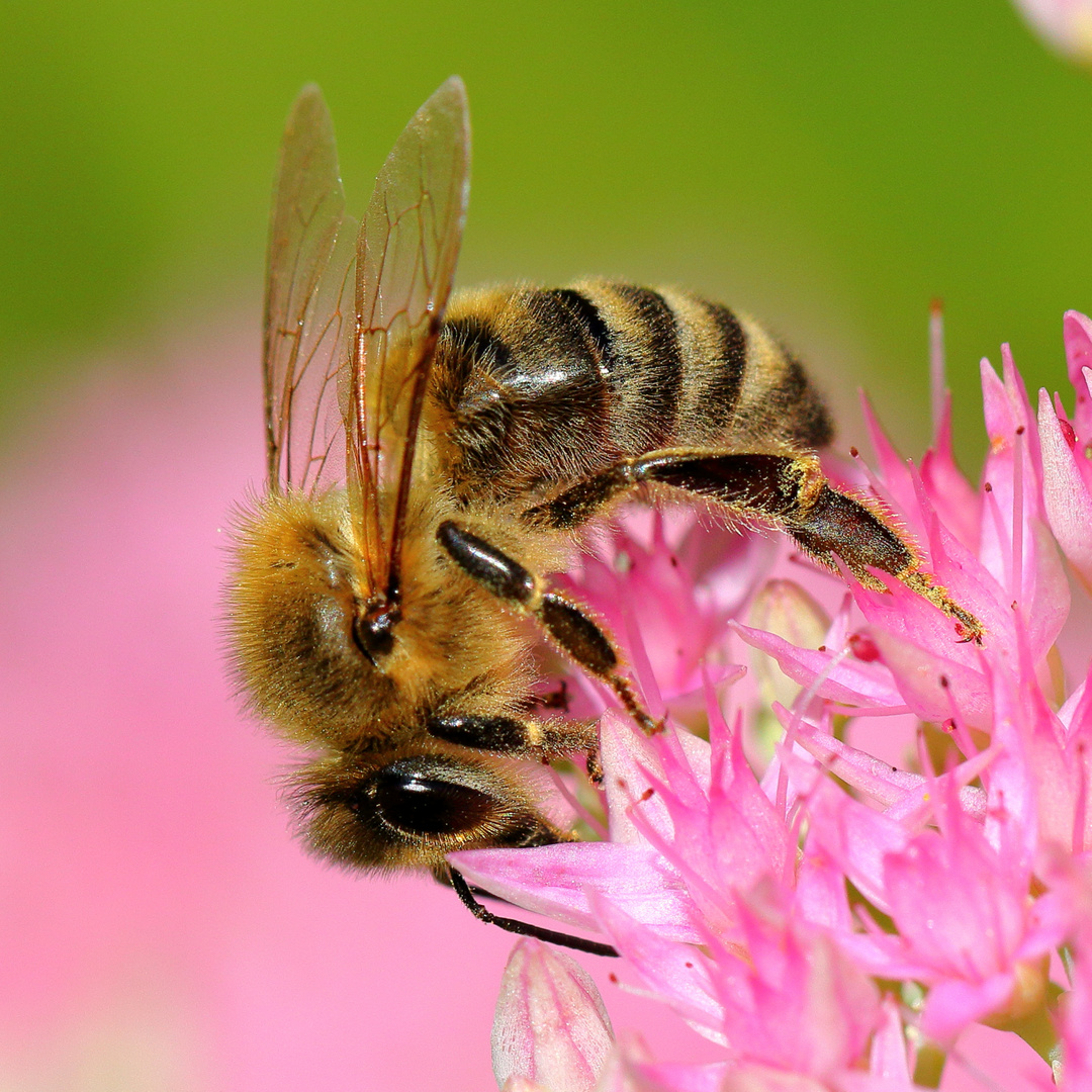 bienen bilder kostenlos