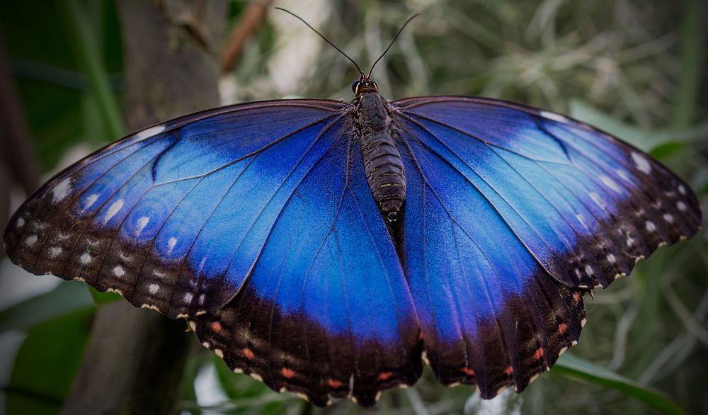 Blau Schmetterling Foto & Bild | tiere, wildlife, natur Bilder auf