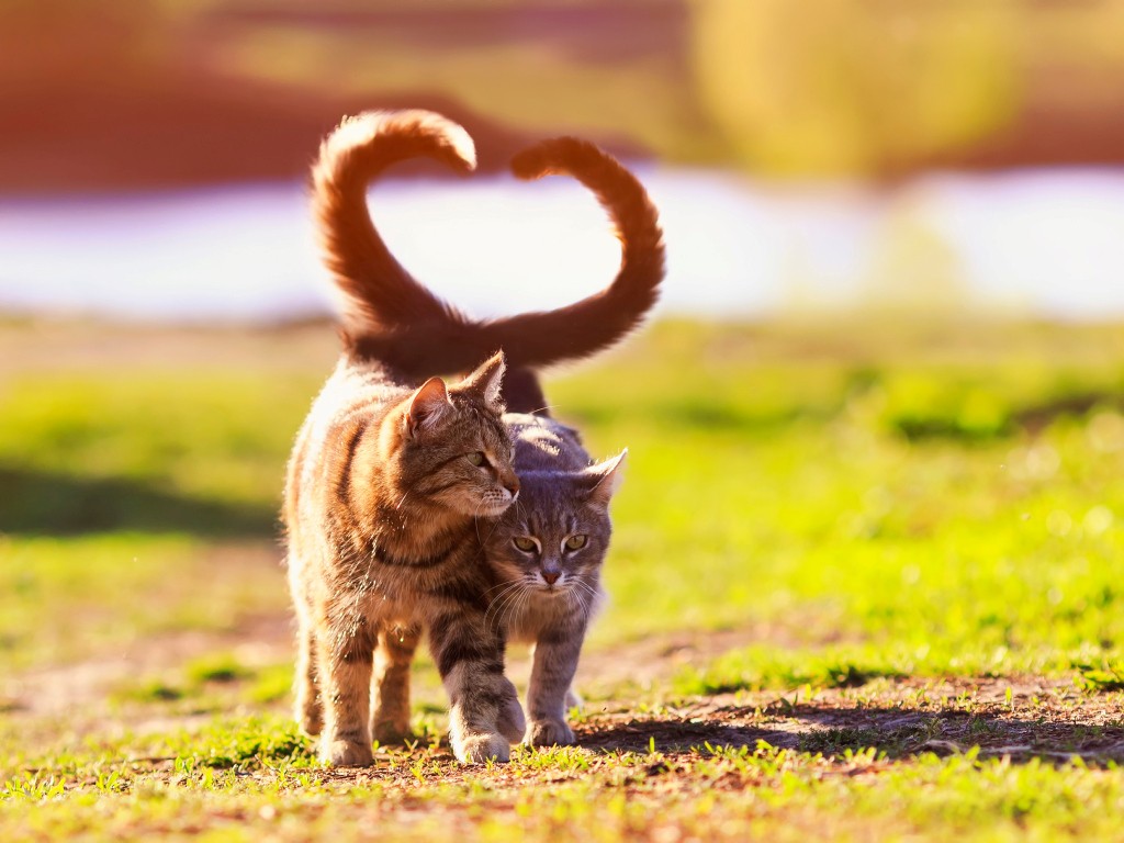 Mehrere Katzen halten: 4 Tipps für die Zusammenführung - Themen