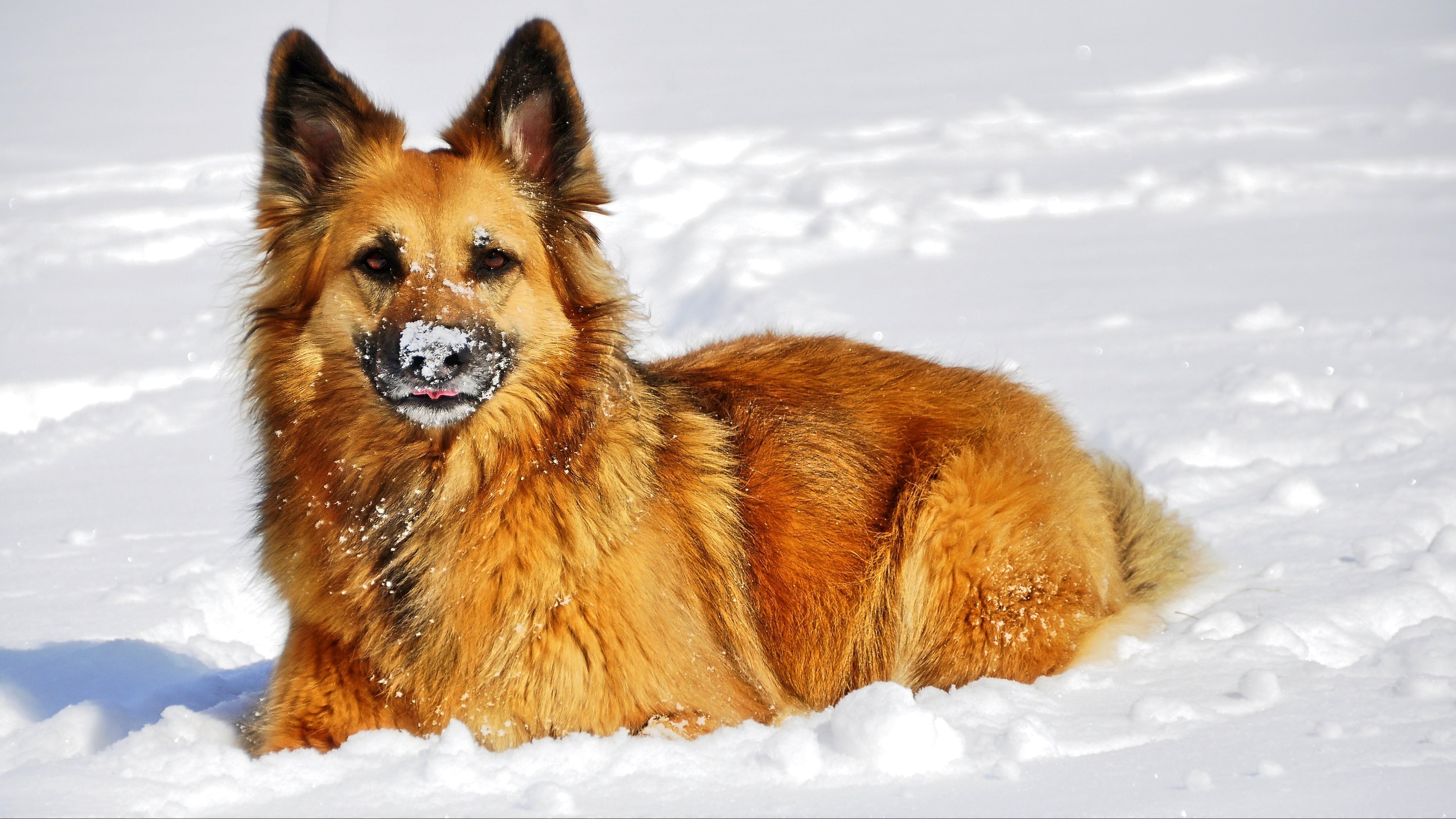 Hintergrundbilder Tiere Im Schnee