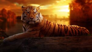 coole tiger bilder