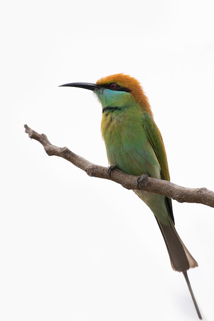 vogel auf ast