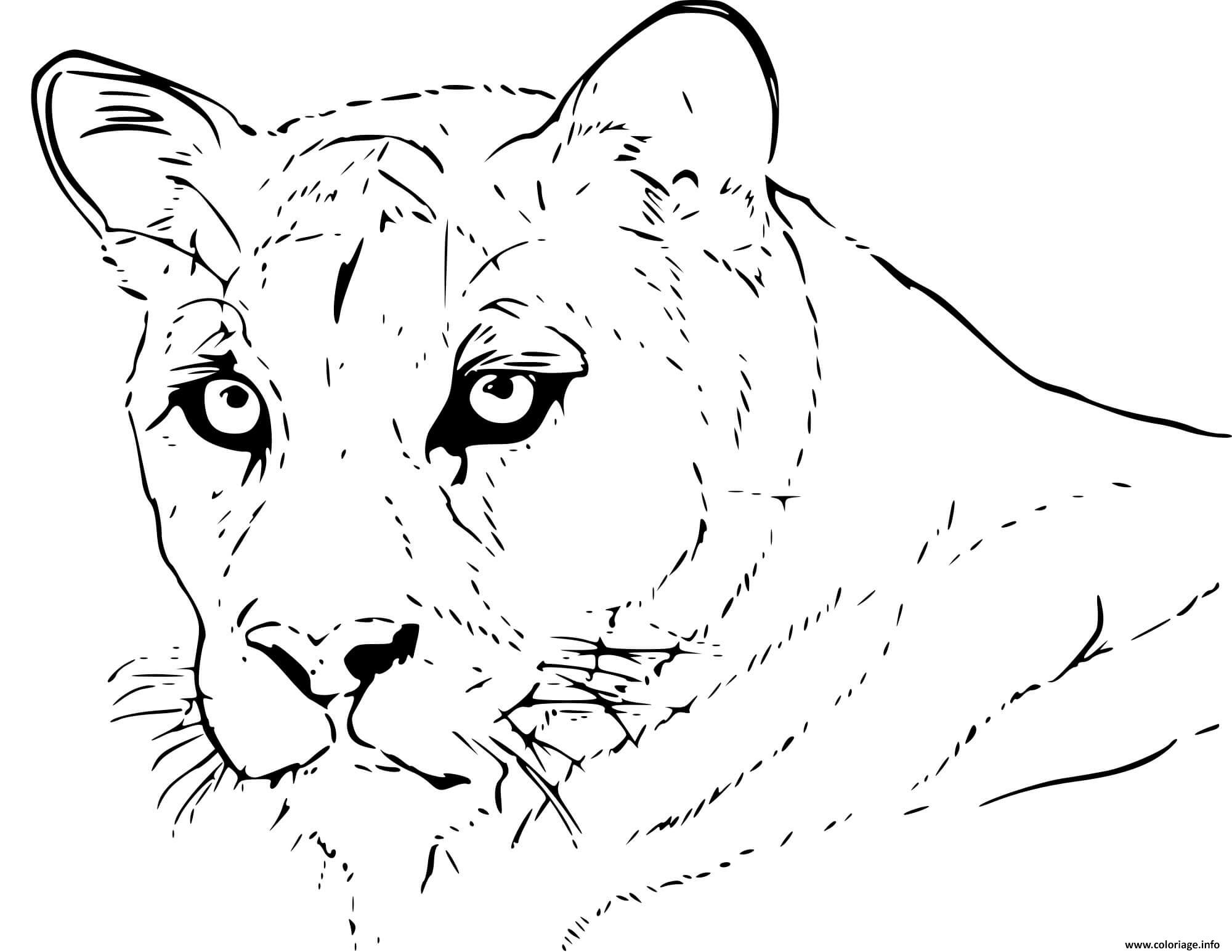 Coloriage puma animal realiste - JeColorie.com