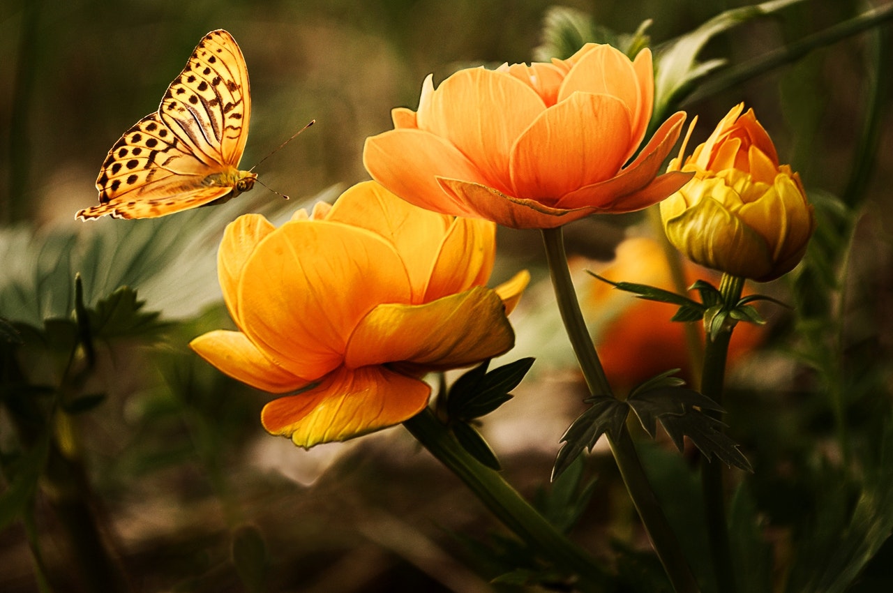 Die schönsten Blumen der Welt - Like-PR