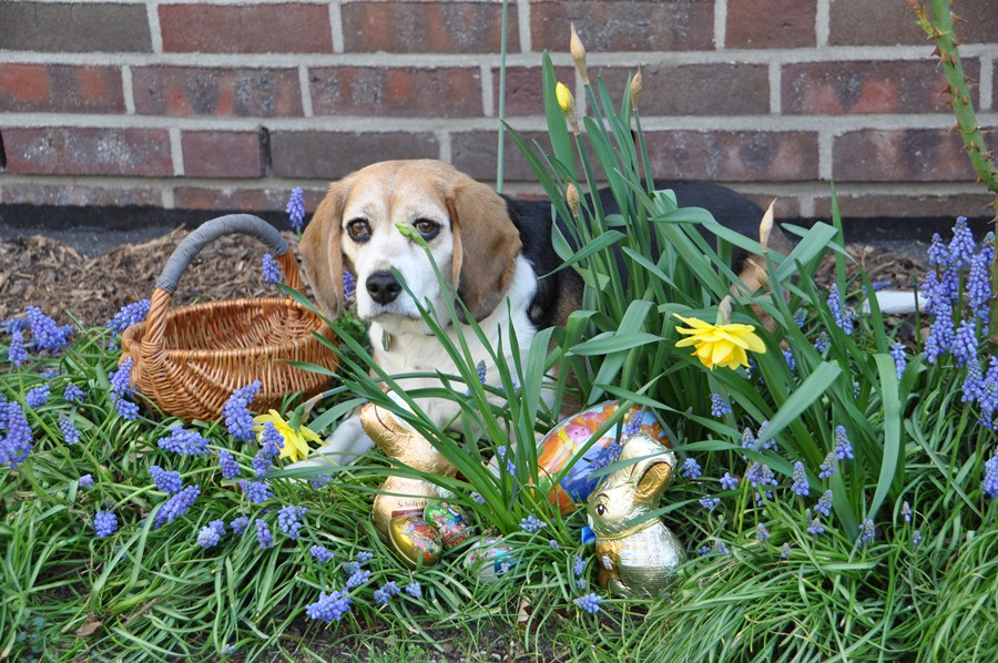 ostern im schnee lustige bilder