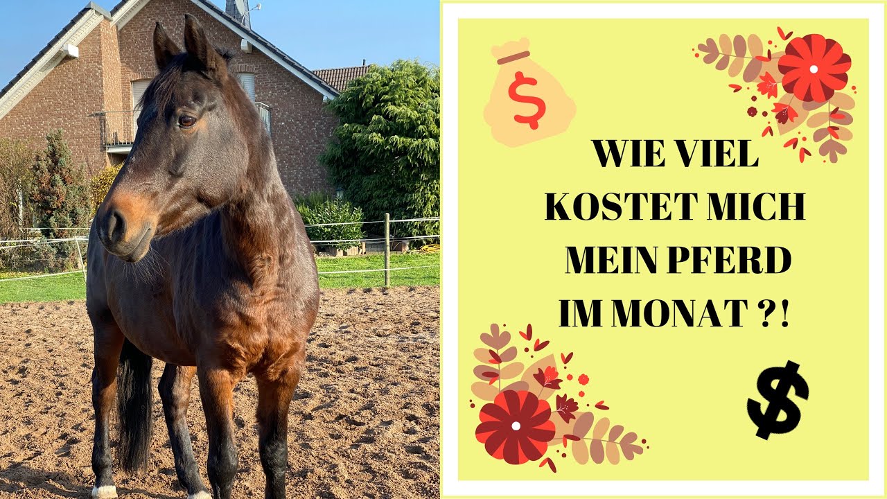 wie viel kostet ein echtes pferd