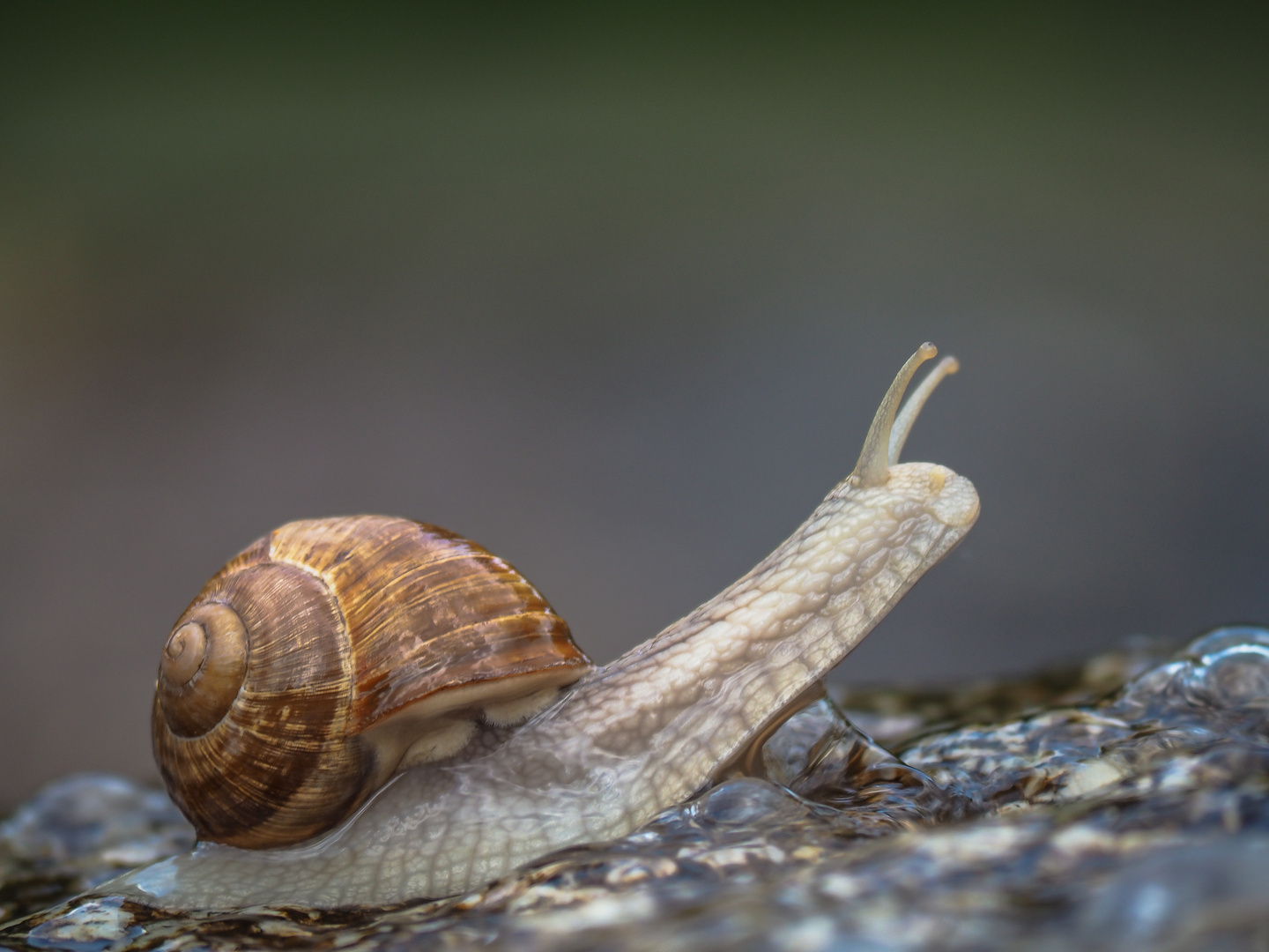 Schnecke Foto & Bild | tiere, wildlife, schnecken & muscheln Bilder auf