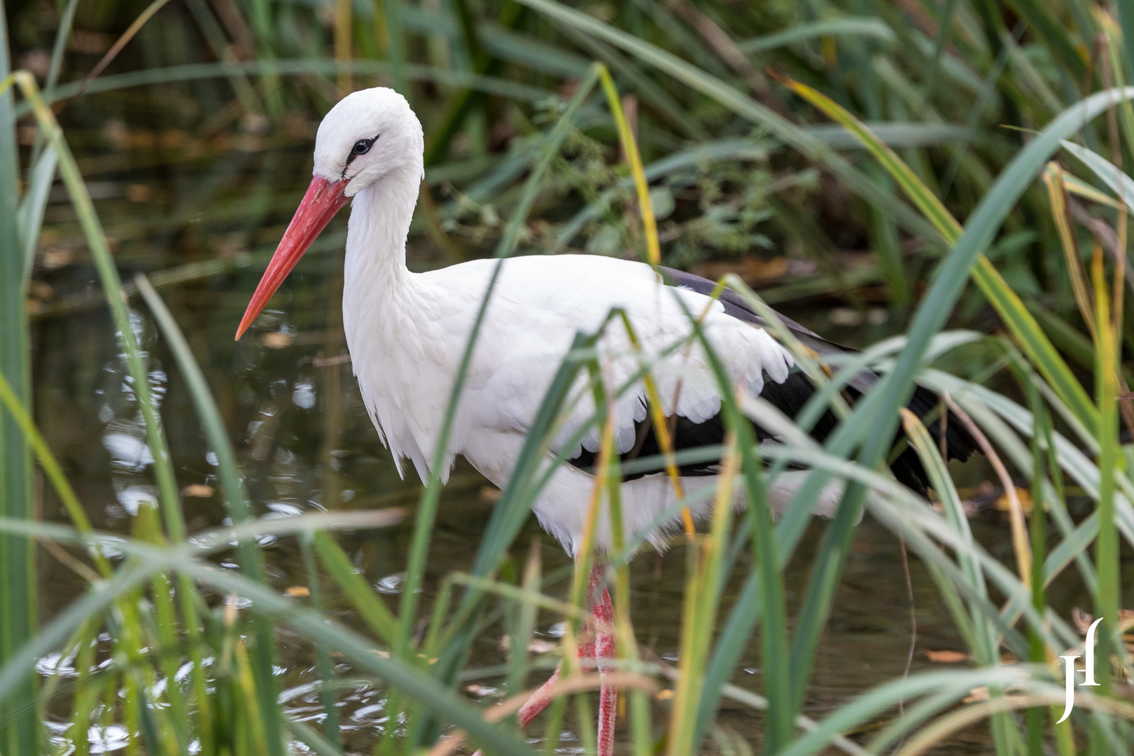 storch bilder kostenlos