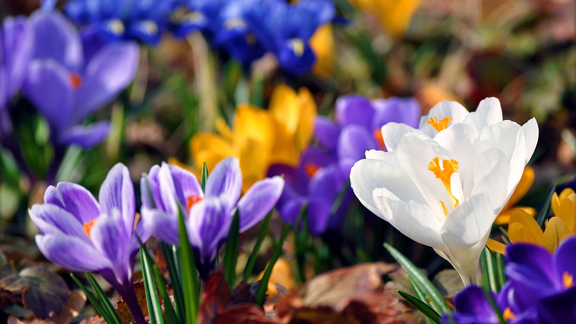 bilder frühlingsblumen kostenlos