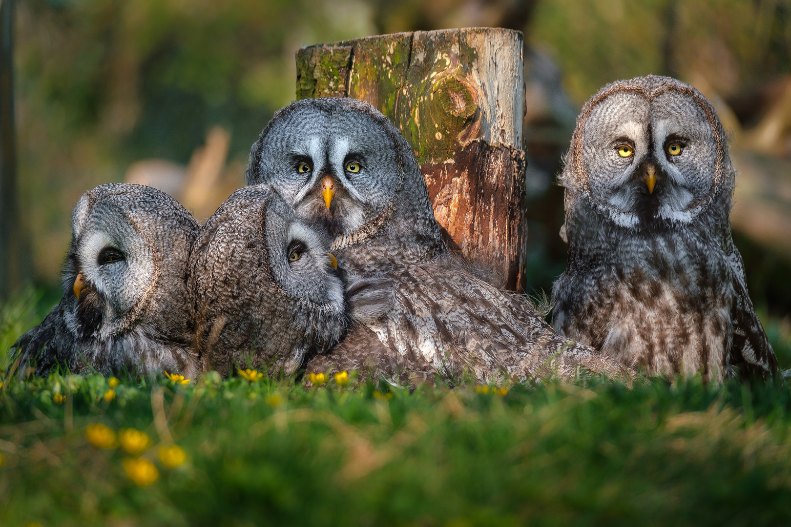 Eulen Foto & Bild | tiere, zoo, wildpark & falknerei, motive Bilder auf