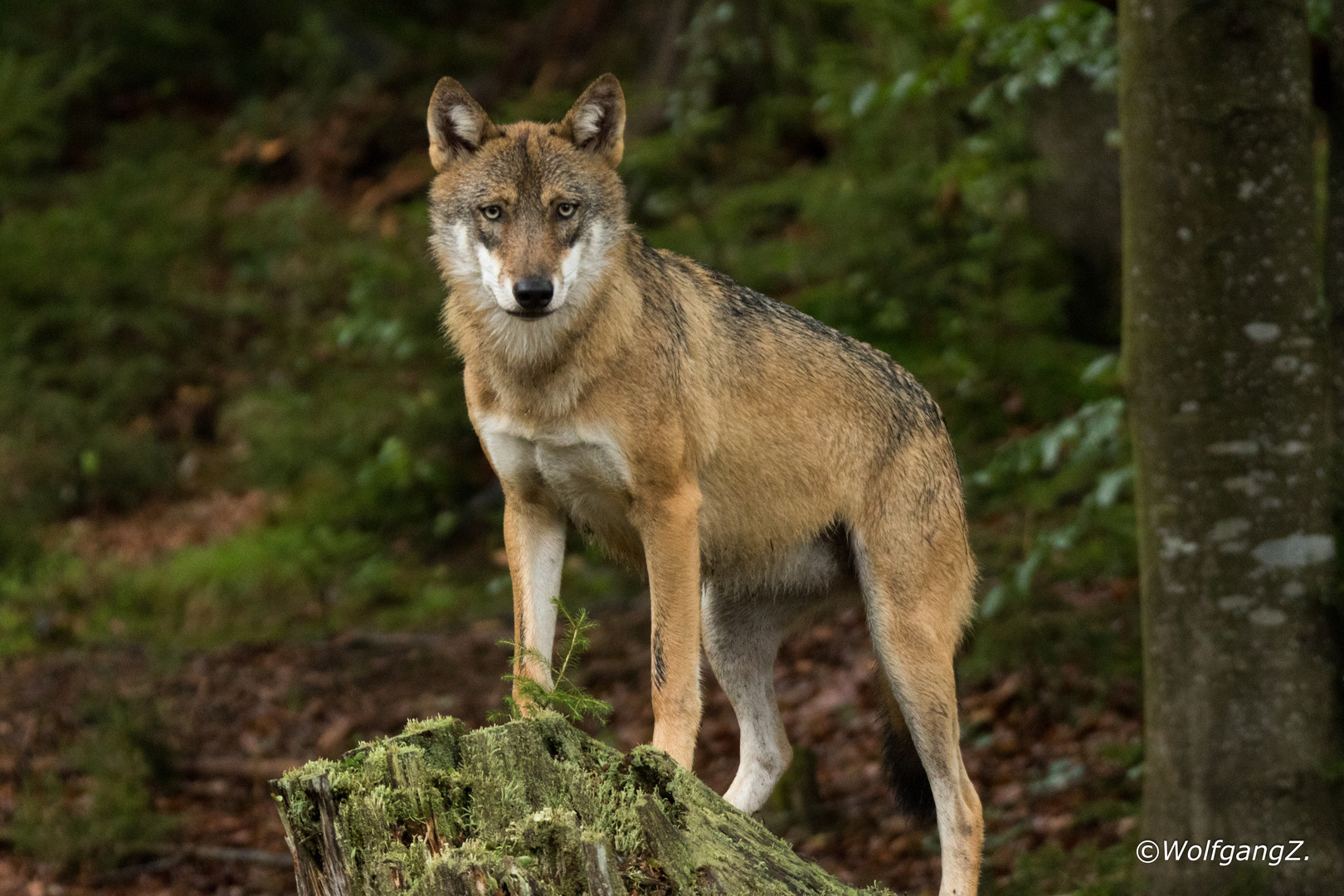 wolfsbilder kostenlos