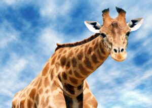 bild von giraffe