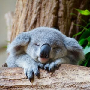 süße koala bilder