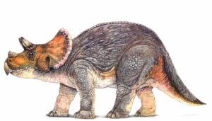 triceratops bilder