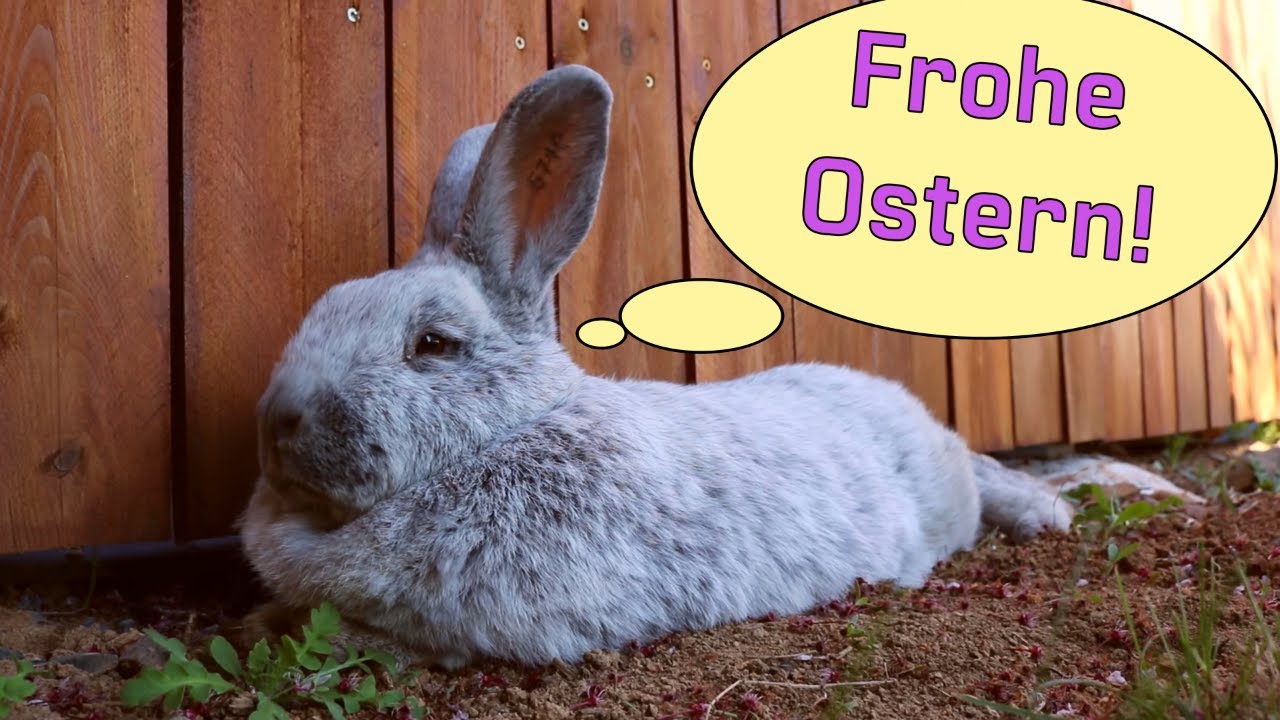 lustige videos zu ostern