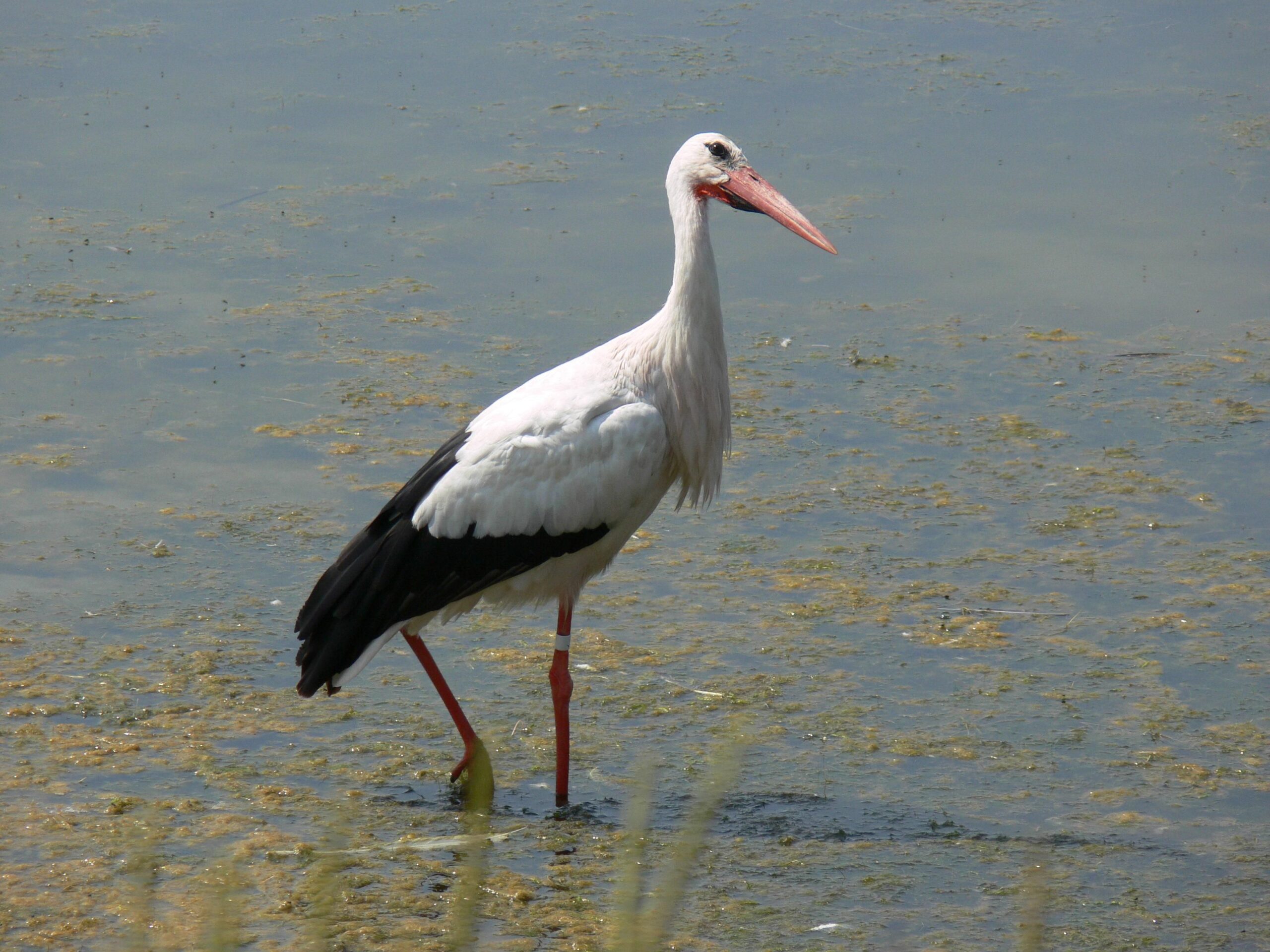 storch farben