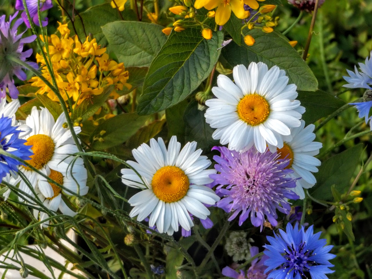 blumenfotos kostenlos