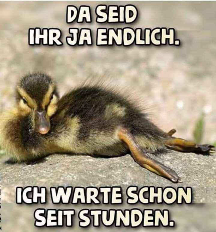 lustige enten bilder kostenlos