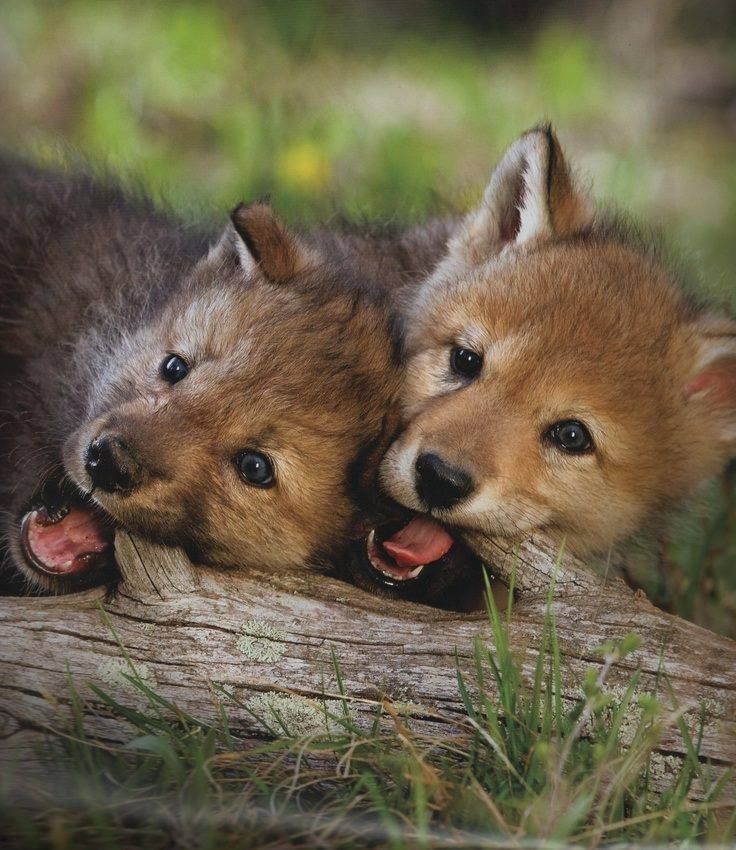 Die 299 besten Bilder zu Wolf puppy auf Pinterest | Wölfe, Mähnenwolf