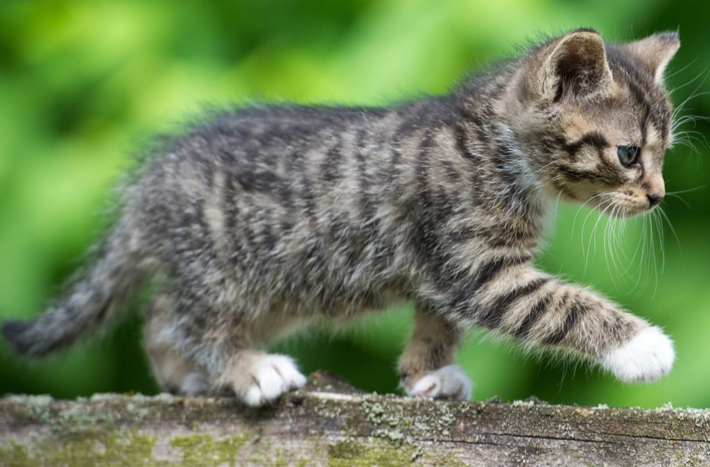 Umfrage: Katze ist beliebtestes Haustier - Panorama - Stuttgarter